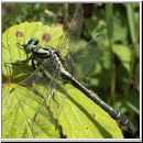 Gomphus vulgatissimus - Gemeine Keiljungfer m02.jpg